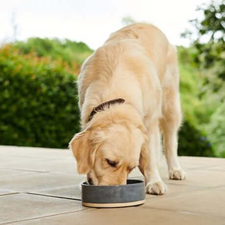 Dog eating from bowl of food